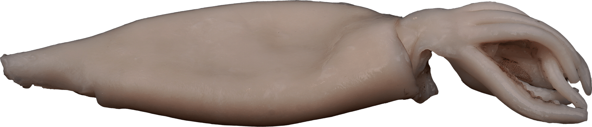 2748_Squid-whole