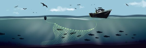 Flyshoot Pelagic Trawl Fishery