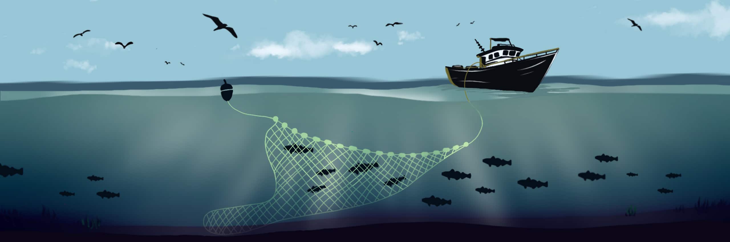Flyshoot Pelagic Trawl Fishery
