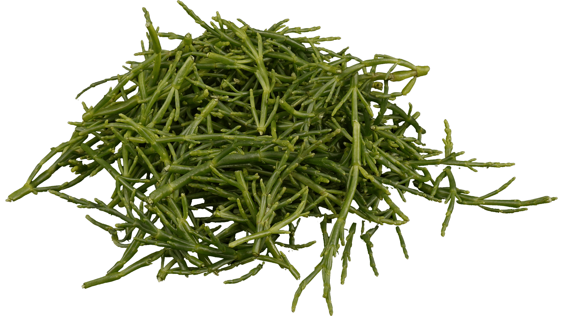 Seaweed