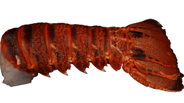 Lobster & Crayfish