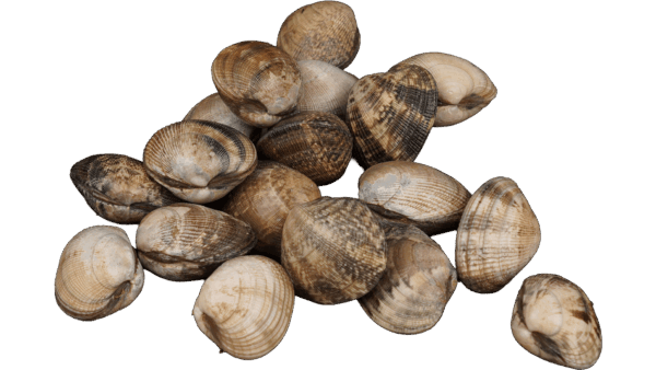 Shellfish & Other