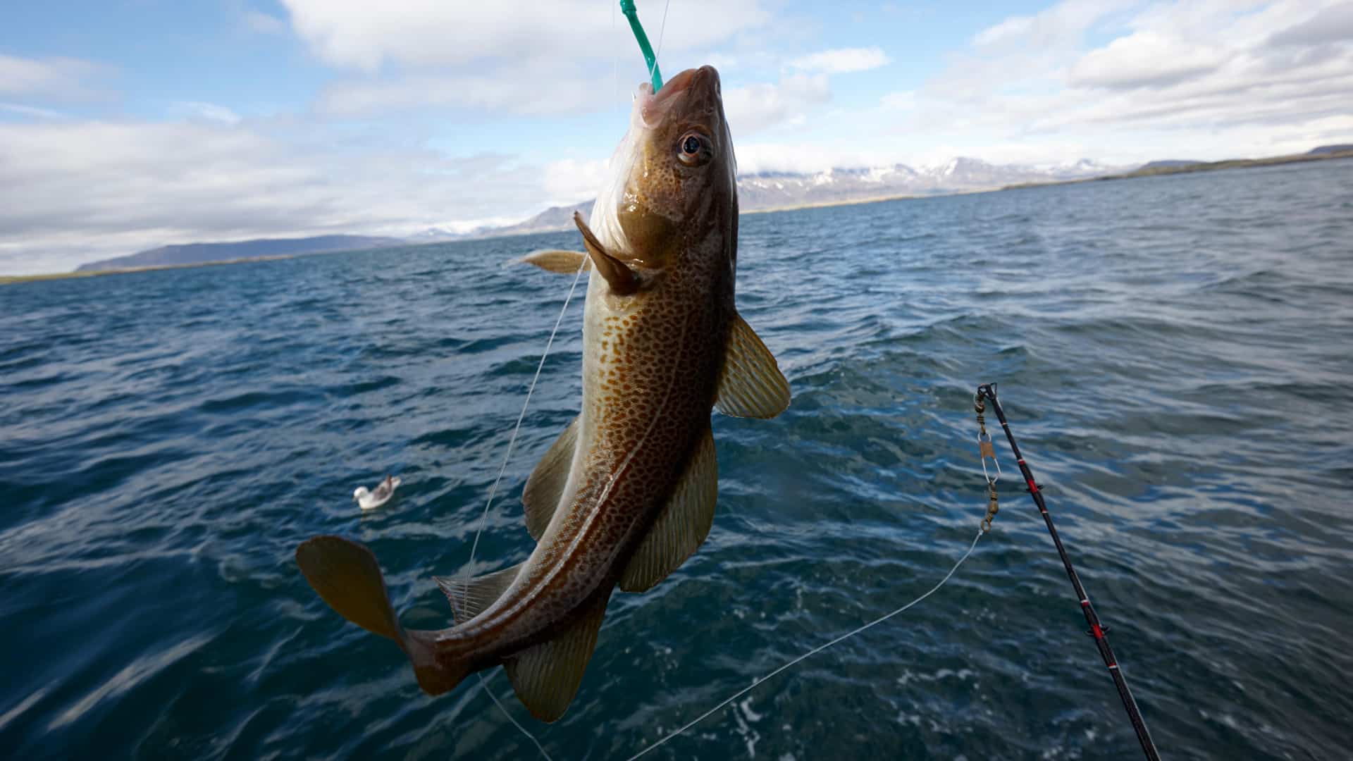 MSC Certification sustainable fishing methods controlled fishing sustainability responsibility Marine Stewardship Council (MSC)