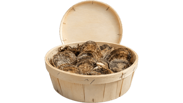 Dutch Belon oysters (flat)