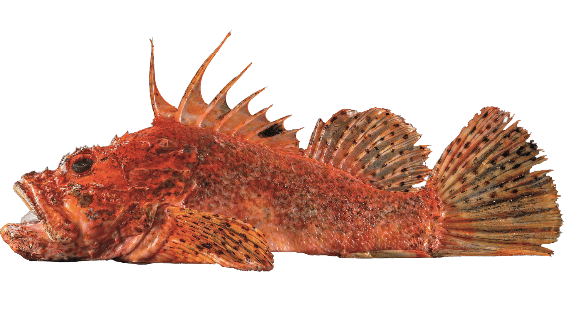 Fresh fish, whole fish, loins, fillets, dried cod